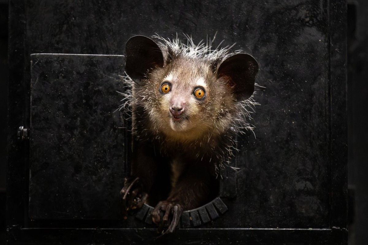 Theo quan niệm dân gian của cư dân bản địa Madagascar, khỉ aye-aye là điềm báo và hiện thân của quỷ dữ. Người ta tin rằng chúng sẽ mang đến cái chết. Ảnh: RTE.