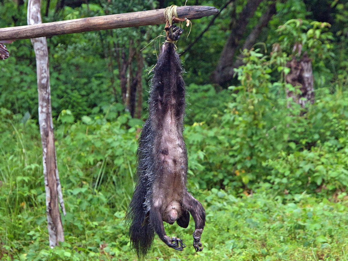 Mỗi khi bị bắt gặp gần các ngôi làng, chúng thường bị bắt giữ, đâm hỏng mắt, giết chết và treo ngược để không thể gây tai ương cho con người. Ảnh: Thomas Althaus.