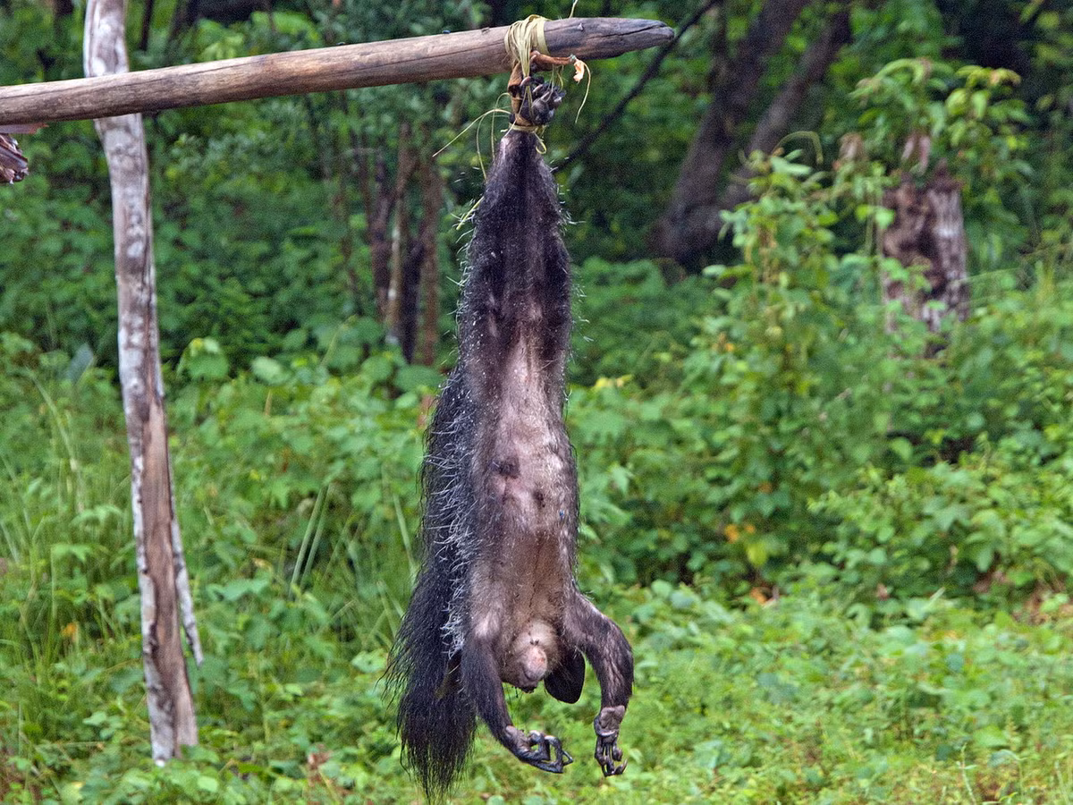 Mỗi khi bị bắt gặp gần các ngôi làng, chúng thường bị bắt giữ, đâm hỏng mắt, giết chết và treo ngược để không thể gây tai ương cho con người. Ảnh: Thomas Althaus.