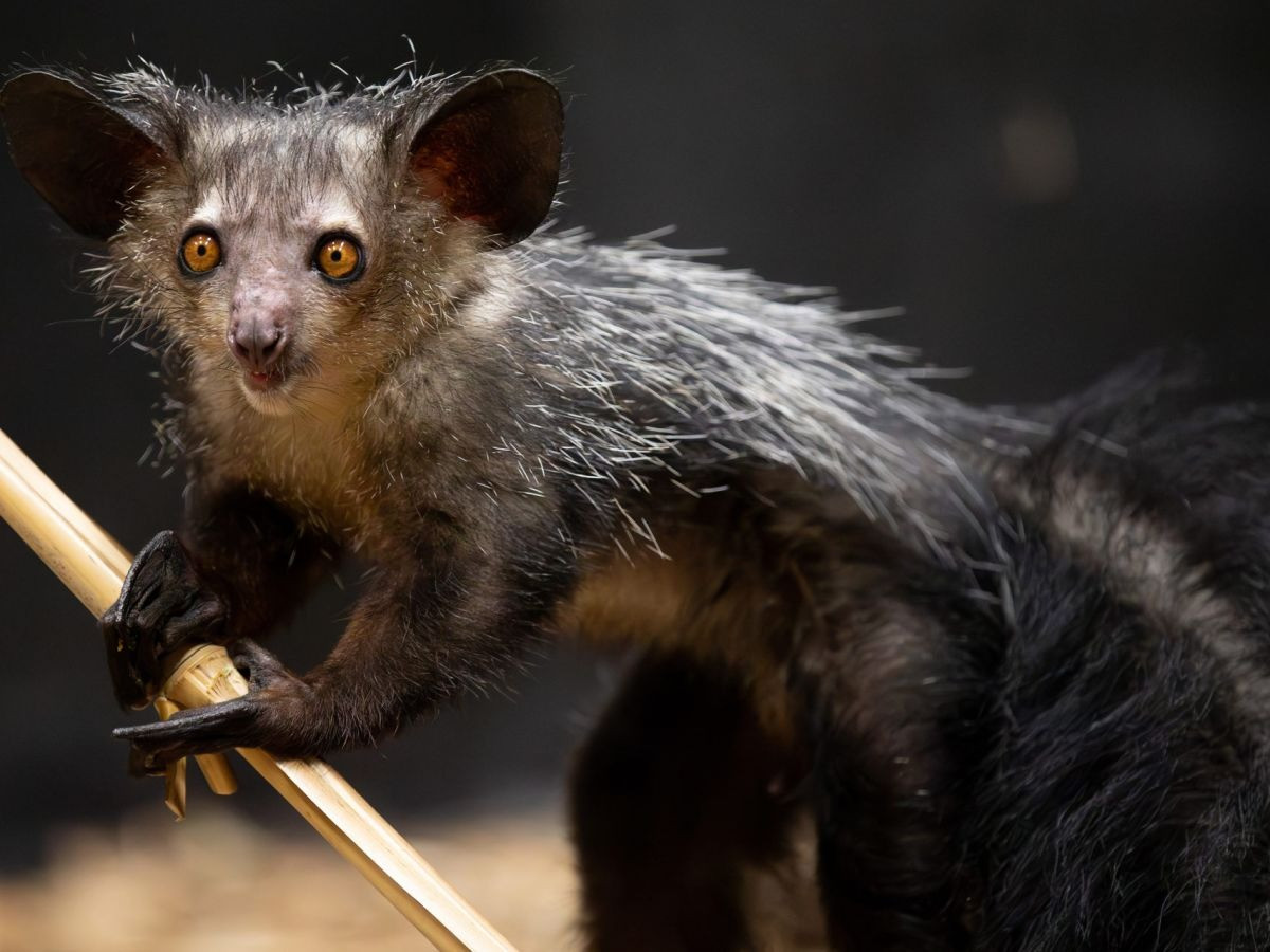 Loài linh trưởng này có lối sống đơn độc. Phần lớn thời gian ban ngày, chúng ngủ trong hốc cây. Sau khi mặt trời lặn chúng mới ra ngoài kiếm ăn. Ảnh: 98FM.
