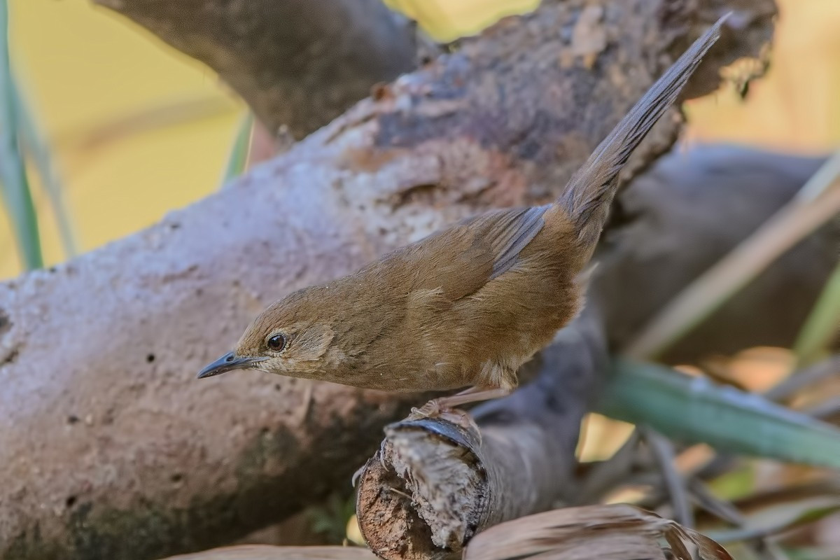 Có tên khoa học là Locustella idonea, chích bụi Đà Lạt (Dalat bush warbler) hay chích bụi Tây Nguyên là một loài chim đặc hữu của Việt Nam. Ảnh: eBird.