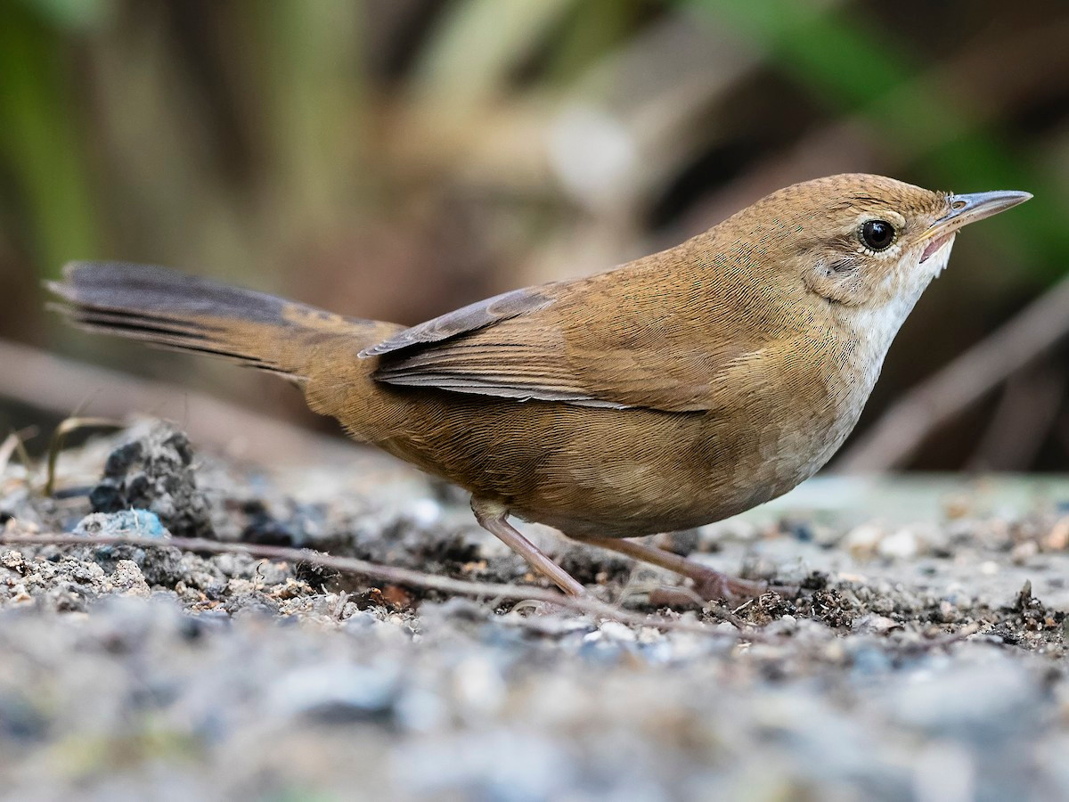 Các cá thể trưởng thành của loài chim này có chiều dài 13-14 cm, có phần thân trên màu nâu, toàn bộ mỏ đen, phần đầu nâu hung sáng màu, hai bên sườn nâu nhạt. Ảnh: eBird.