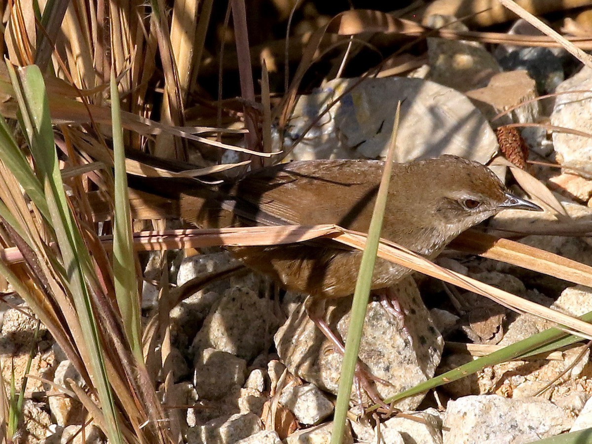 Đây là loài chim định cư, không được ghi nhận phổ biến, phân bố tại khu vực Tây Nguyên của Việt Nam. Ảnh: eBird.