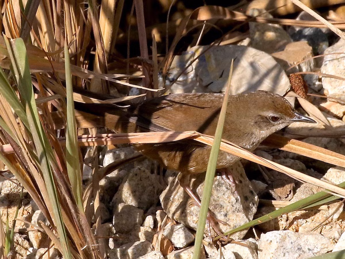 Đây là loài chim định cư, không được ghi nhận phổ biến, phân bố tại khu vực Tây Nguyên của Việt Nam. Ảnh: eBird.
