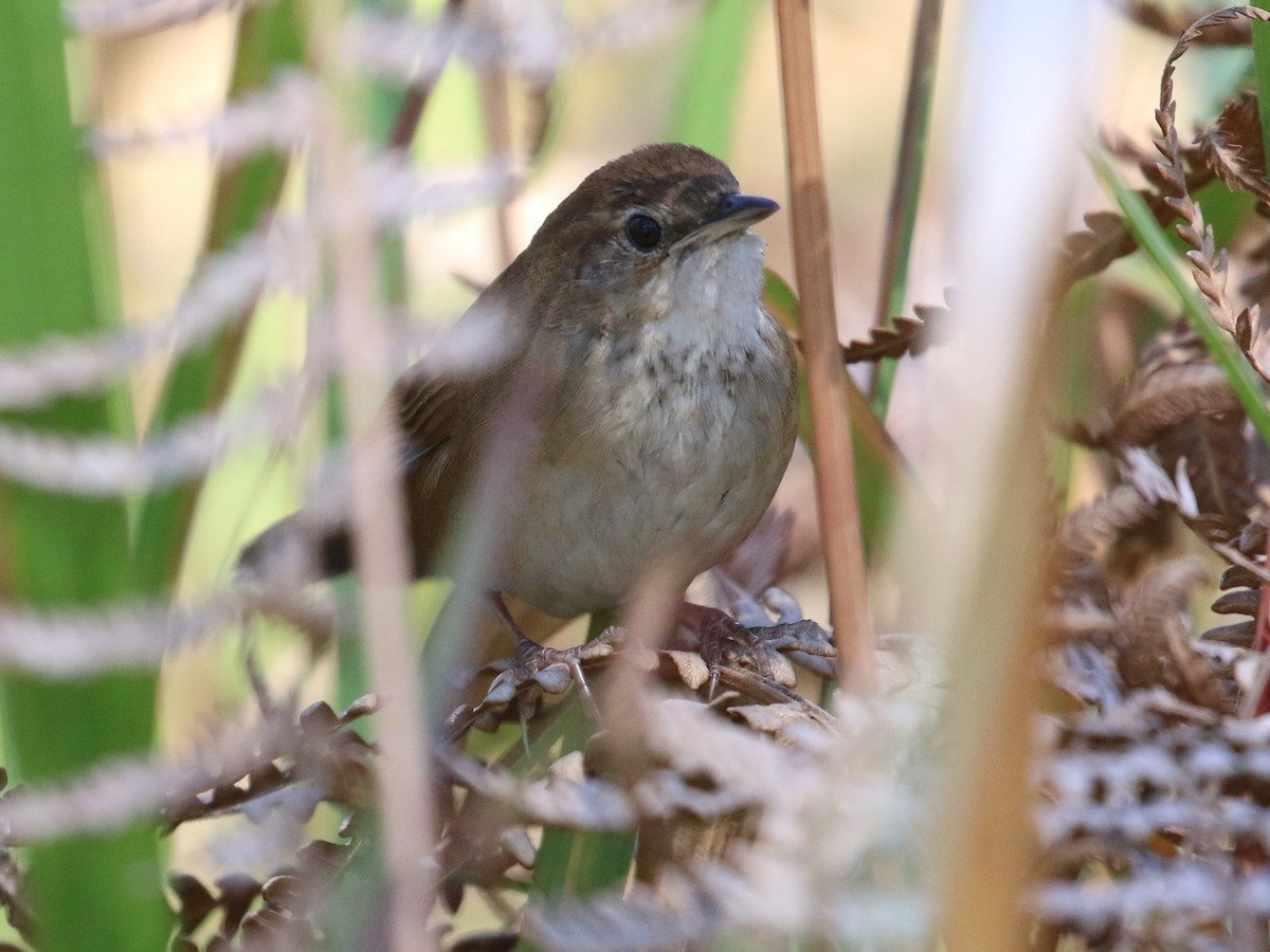 Họng và bụng xám nhạt, có các sọc trắng nhỏ hai bên tai và các chấm đen trên họng (không rõ ràng như ở loài họ hàng gần là chích nâu đỏ / Locustella mandelli). Ảnh: eBird.