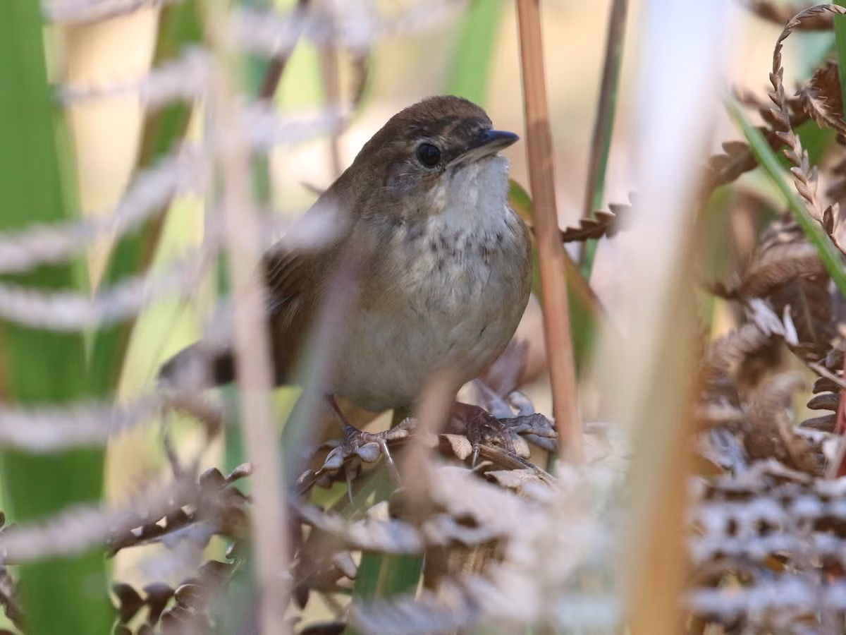 Họng và bụng xám nhạt, có các sọc trắng nhỏ hai bên tai và các chấm đen trên họng (không rõ ràng như ở loài họ hàng gần là chích nâu đỏ / Locustella mandelli). Ảnh: eBird.
