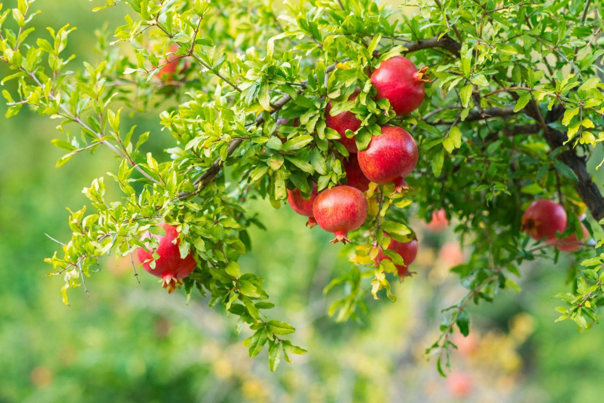  Cây lựu - nhiều con, nhiều phúc: Thời xưa, điều kiện y tế còn lạc hậu, nhiều phụ nữ mang thai sẽ chết vì đẻ khó khi sinh con, thậm chí là một, hai. Vì vậy, cây lựu thường được nhìn thấy trước những ngôi nhà cổ, vì sau khi sinh nở sẽ có màu đỏ rất đáng yêu. 