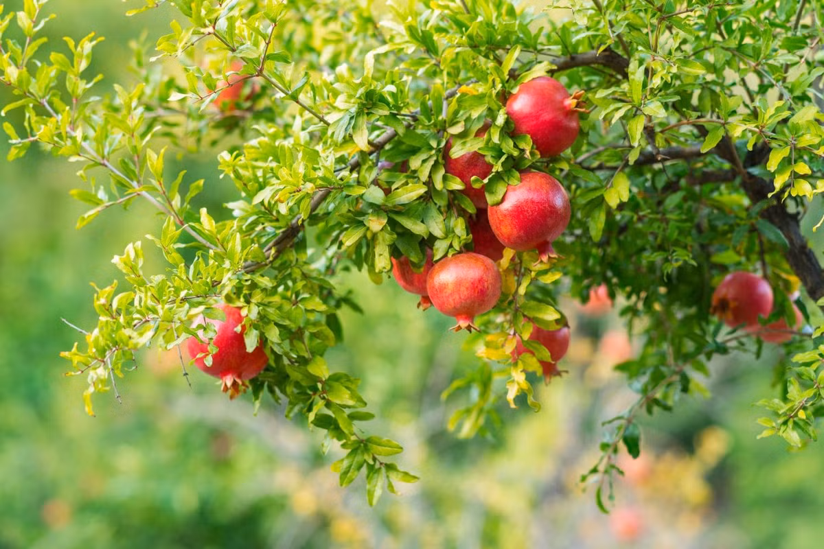  Cây lựu - nhiều con, nhiều phúc: Thời xưa, điều kiện y tế còn lạc hậu, nhiều phụ nữ mang thai sẽ chết vì đẻ khó khi sinh con, thậm chí là một, hai. Vì vậy, cây lựu thường được nhìn thấy trước những ngôi nhà cổ, vì sau khi sinh nở sẽ có màu đỏ rất đáng yêu. 