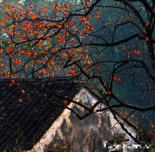 Quả hồng cũng rất giàu nhiều nguyên tố vi lượng, bao gồm carotene, flavonoid, axit béo, phenol và các axit amin khác nhau. Vì vậy, cây hồng cũng đã trở thành một trong những loại trái cây được người dân yêu thích. 