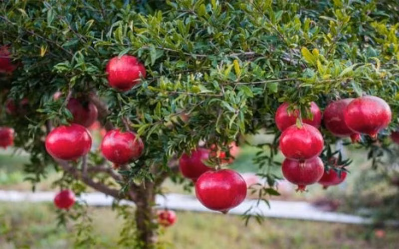  Hơn nữa, bên trong quả lựu có rất nhiều cùi giống như hạt, được người xưa coi là biểu tượng của “nhiều con” nên các thầy phong thủy xưa cho rằng cây lựu là cây hòa bình.