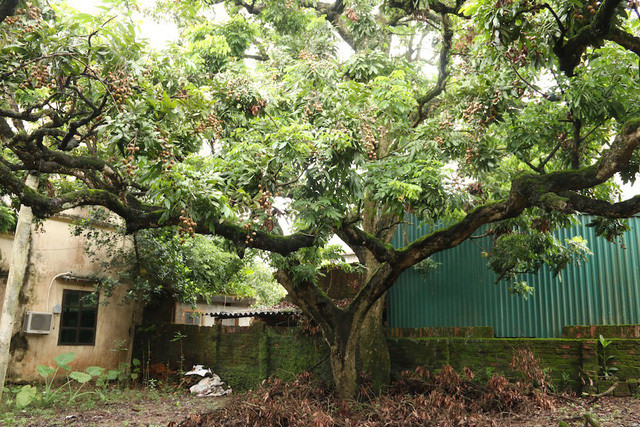 Không chỉ vậy, nhãn còn giàu glucose, fructose, vitamin B1, B2 và vitamin C. Canxi, sắt và các chất dinh dưỡng khác. Thân cây nhãn có thể được sử dụng để đóng tàu, đồ nội thất, v.v. sau khi chế biến. Vì vậy, nhãn cũng là một trong những loại trái cây được nhiều người yêu thích.