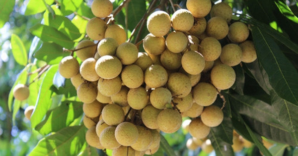  Vào thời xa xưa, người ta thường tặng những chùm nhãn làm quà cho những người bạn đi xa. Thứ nhất, họ có thể bày tỏ lời chúc phúc đến bạn bè, thứ hai, họ có thể làm dịu cơn khát và thỏa mãn cơn đói trên đường đi.