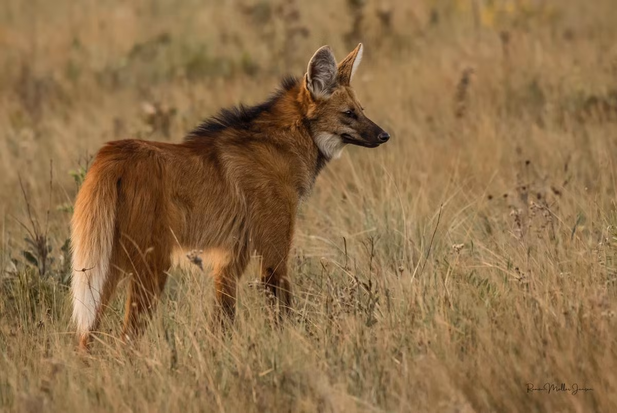 Một số hình ảnh khác về loài sói bờm. Ảnh: EcoRegistros.