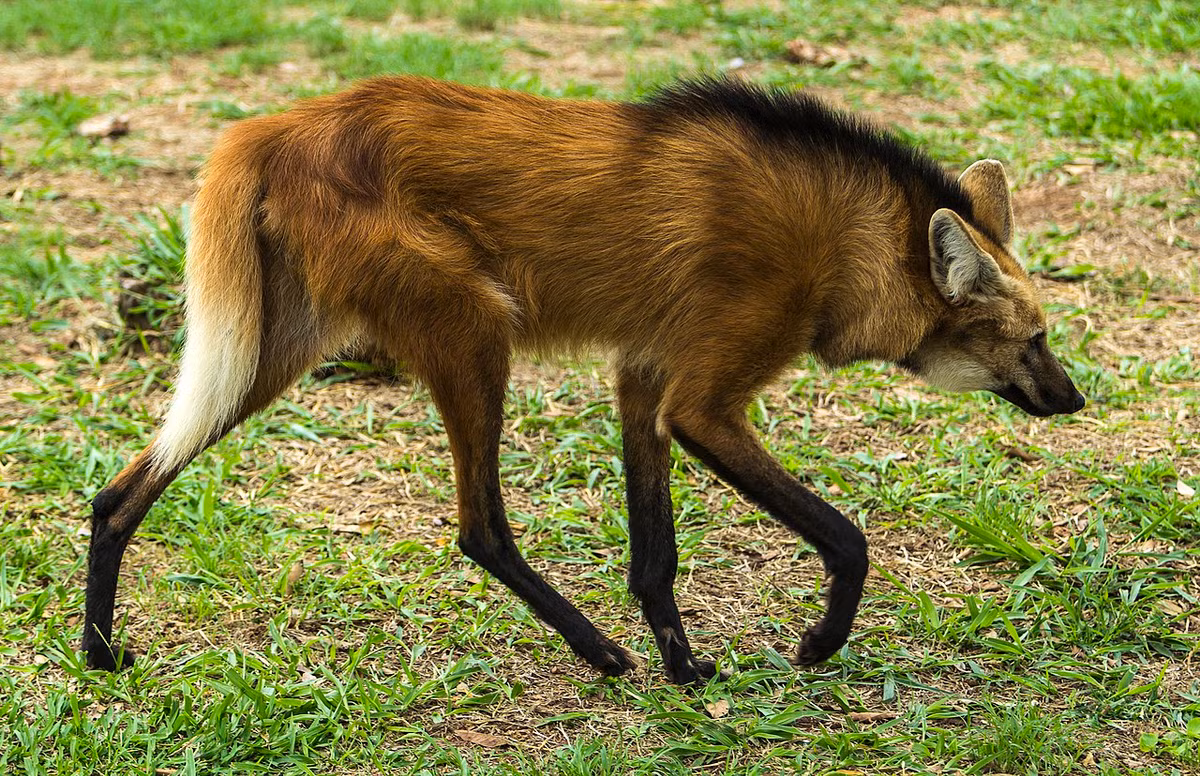 Ngoại hình sói bờm thoạt nhìn giống như một con cáo lớn với bộ lông màu hơi đỏ. Chân chúng dài màu đen và trên gáy có một bờm đen rõ ràng. Phần lông dưới cổ và cuối đuôi màu trắng. Ảnh: Scholarly Community Encyclopedia.