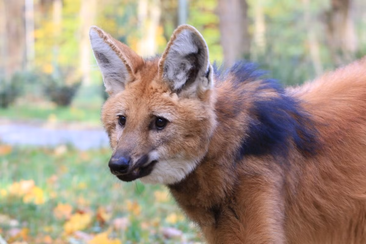 Khi bị đe dọa hoặc muốn thể hiện sự hung dữ, sói bờm sẽ dựng đứng chiếc bờm của mình, kết hợp với biểu hiện trên mặt để truyền đạt thái độ mà chúng muốn gửi đến đối phương. Ảnh: ZOO Gdańsk.