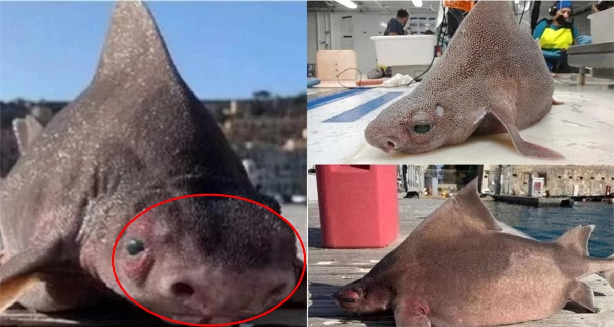 Nhưng giới chuyên gia sau khi vào cuộc thì xác định con vật được vớt lên là một loài cá quý lưng nhọn cực quý hiếm (Oxynotus centrina). Loài này thường sống ở vùng biển sâu dưới 700 mét.