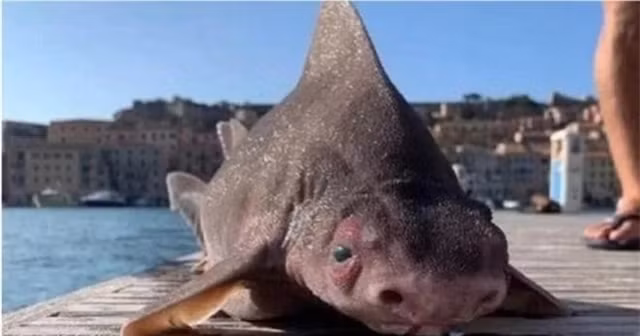 Theo The Mirror, một sĩ quan hải quân Italia đã tìm thấy xác một con vật to lớn dưới biển, thuộc khu vực cảng Darsena Medicea thuộc thị trấn Puerto Layo. Rất vất vả anh với đồng đội mới kéo nó lên bờ được.