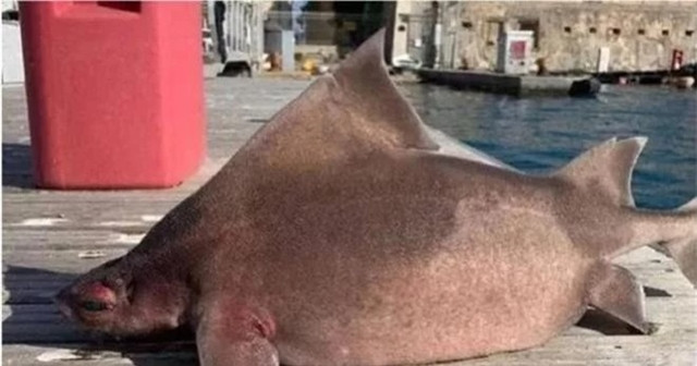 Điều khiến họ ngỡ ngàng hơn là ngoại hình dị hợm của con vật này. Nó có phần thân bình thường như bao loài cá khác, thậm chí khá giống cá mập.