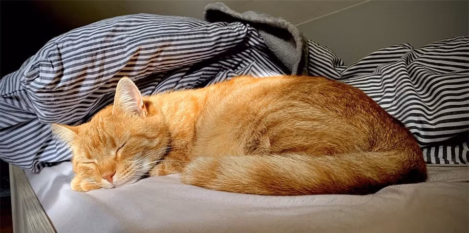 Để duy trì sự linh hoạt và nhanh nhẹn trong quá trình săn bắt, mèo cần phải tích trữ năng lượng bằng cách ngủ nhiều vào ban ngày. Đây là thói quen di truyền từ tổ tiên hoang dã của chúng.