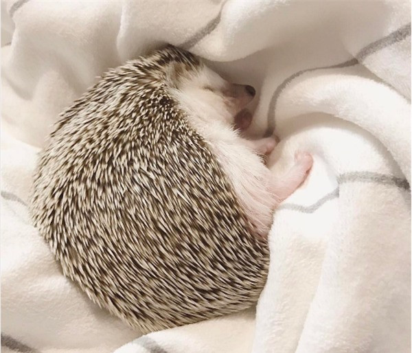 Bạn có thể để chú nhím của mình ngủ cả ngày, chỉ cần cho chúng ăn theo đúng thời gian biểu hàng ngày và đảm bảo vệ sinh. Hãy yên tâm vì loài vật này khá sạch sẽ.