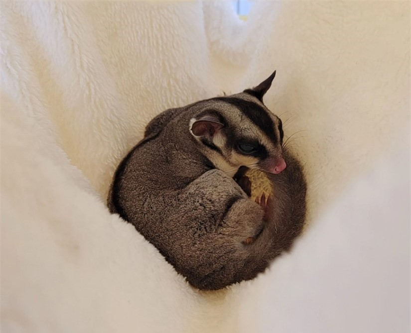 Ngày nay, khi những chú sóc cảnh đã trở thành thú cưng yêu thích thì chúng vẫn duy trì thói quen ngủ của tổ tiên xa xưa. Một con sóc có thể ngủ trên 15 tiếng mỗi ngày. Điều này giúp chúng giảm bớt năng lượng cần tiêu hao, thoải mái và hoạt động tích cực hơn khi thức dậy.