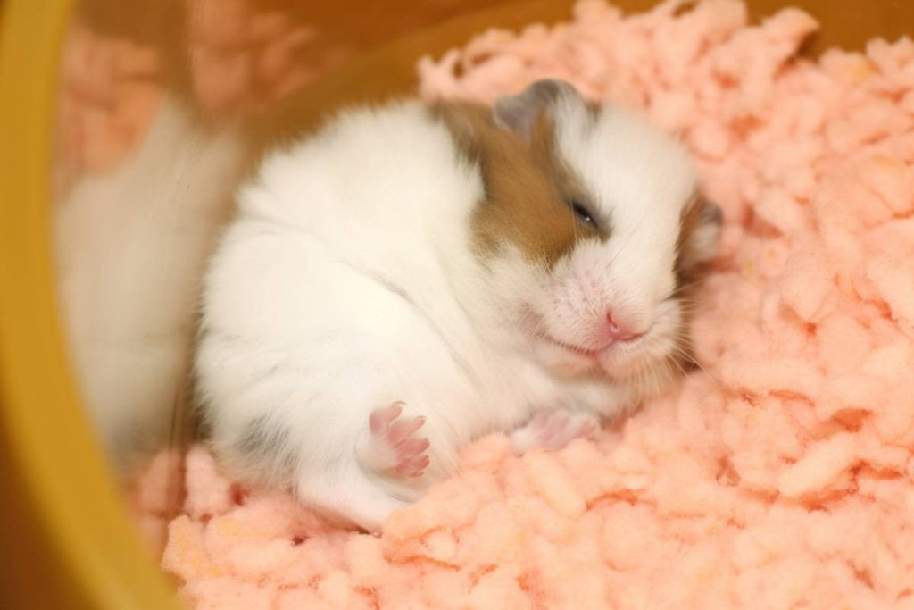  Chuột Hamster: Những chú chuột Hamster cũng là con vật nuôi cực kỳ thích ngủ, đặc biệt là ngủ vào ban ngày, khoảng 14 tiếng mỗi ngày. Với đặc tính ngủ nhiều, chuột hamster bị nhiều người lầm tưởng là một loài lười biếng nhưng đây chỉ là tập tính vốn có của loài thú cưng này mà thôi.