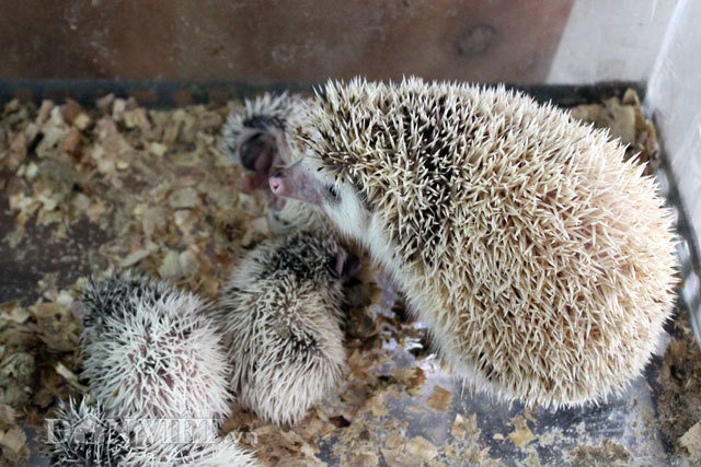  Nhím: Nhím cũng là một con vật nuôi thích ngủ và rất dễ ngủ. Việc những chú nhím cảnh ngủ nhiều không phải vì sức khoẻ có vấn đề mà chỉ là tập tính có sẵn trong tự nhiên của loài nhím. 