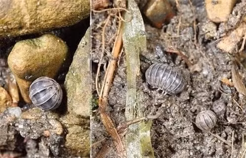 Loại côn trùng này rất phổ biến ở các vùng nông thôn, cơ thể của nó có màu nâu sẫm và dường như có hình dạng bán elip khi bò trên mặt đất. Nó thích ẩn náu ở những nơi lạnh và ẩm ướt nên hầu hết người dân ở nông thôn gọi nó là “mọt gỗ”.