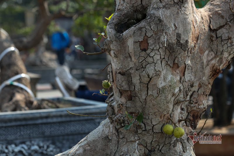 Chau sung tram tuoi trui la, het gia 200 trieu o Ha Noi-Hinh-6