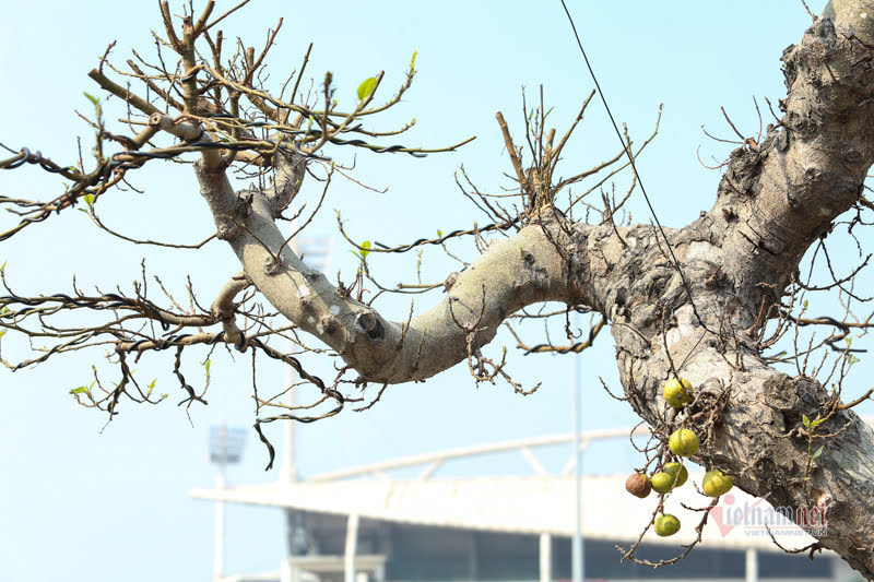 Chau sung tram tuoi trui la, het gia 200 trieu o Ha Noi-Hinh-8