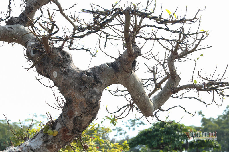 Chau sung tram tuoi trui la, het gia 200 trieu o Ha Noi-Hinh-7
