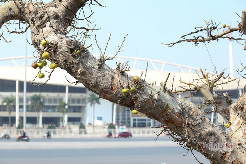 Chau sung tram tuoi trui la, het gia 200 trieu o Ha Noi-Hinh-9