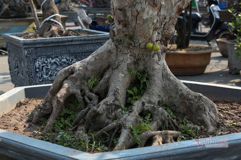 Chau sung tram tuoi trui la, het gia 200 trieu o Ha Noi-Hinh-5