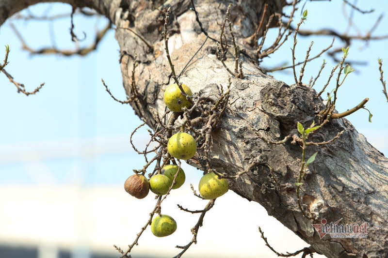 Chau sung tram tuoi trui la, het gia 200 trieu o Ha Noi-Hinh-2