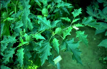 5. Cỏ dại Jimson (Jimsonweed): Là loại cây có hoa màu trắng hình cái phễu, lá màu xanh đậm và quả đầy gai. Tất cả các bộ phận của cây đều cực kì độc. Cây cỏ dại Jimson nổi tiếng trong những câu chuyện liên quan tới thuốc độc thời Trung cổ. Ví dụ điển hình là cây này được nhắc tới trong Sử thi Odyssey của Homer và những vở kịch của Shakepeare bao gồm: Hamlet, Romeo và Juliet. Triệu chứng nhiễm độc cỏ dại Jimson cũng tương tự như trạng thái nhiễm độc cà độc dược.