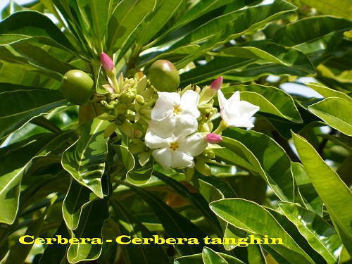 7. Cây Cerbera Tanghin: Đây là loại cây bắt nguồn từ Mandagastar. Loại cây này có hoa hình ngôi sao và có nhiều nhựa cây. Tất cả các bộ phận của cây có độc tố cao, đặc biệt hạt của cây là độc nhất. Các triệu trứng tức khắc của nạn nhân khi bị trúng độc là: tim đập nhanh, nhìn các vật bị nhòe, đau đầu, buồn nôn, mê sảng và chết. Hạt của cây Cerbera Tanghin cực độc và được dùng trong thẩm vấn nạn nhân thời trung cổ. Nạn nhân bị ép uống chất độc hay nuốt một hạt của loại cây này. Theo quan niệm thời bấy giờ, nếu lập tức nôn mửa chứng tỏ nạn nhân vô tội. Ngược lại, nếu tù nhân bị chết và chất độc vẫn còn trong người thì bị coi là có tội và quy trình kết án coi như đã hoàn tất.