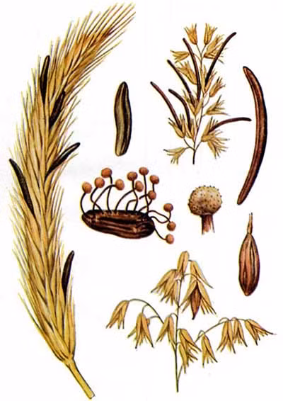 Theo Medicinenet, vào ngày 15/08/1951, phần lớn người dân sống trong ngôi làng ở Pháp có tên là Pont Saint Esprit đã bị nhiễm cựa của lúa mạch nên họ“cuồng nhảy nhót”. Nạn nhân nhảy vô thức điên loạn trên các phố, la hét trong đau đớn và trải qua ảo giác mạnh, có cảm giác ai đang đốt da thịt mình, cuối cùng kiệt sức đến chết. Một số nhà sử học tin rằng, hội chứng icteri (cuồng loạn) trên có nguyên nhân sâu xa từ nhiễm độc cựa lúa mạch . Loại cây này cũng được dùng để phá thai ở thế kỉ 15 và 16.