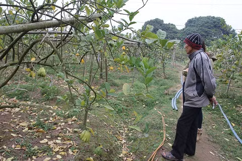 Liệu những cây Phật thủ này có mang lại lợi nhuận lâu dài cho người dân?