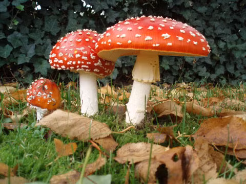 3. Nấm bay (fly mushroom) - loại nấm mũ màu đỏ thường xuất hiện trong chuyện "Alice ở xứ sở thần tiên". Loại nấm này dùng trong đồ uống hay thêm vào thuốc mỡ. Chỉ khi chúng ta ăn chúng thì triệu chứng ngộ độc mới xuất hiện bao gồm: chóng mặt, mê sảng, say như uống quá nhiều rượu. Sau đó nạn nhân sẽ ngủ sâu hay chìm vào cơn mê. Các giáo sĩ Celtic (được gọi là Druid) công khai tiêu thụ loại nấm này trong một số nghi lễ. Hơn nữa, nấm mũ đỏ còn được dùng làm thuốc trừ sâu ở thế kỉ 16. Họ nghiền chất này thành bột và khuấy đều trong thùng để bơm ở ruộng.