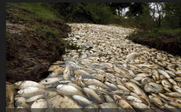 Co mot dong song ky la o chau Phi, den mua mua thi ca chet