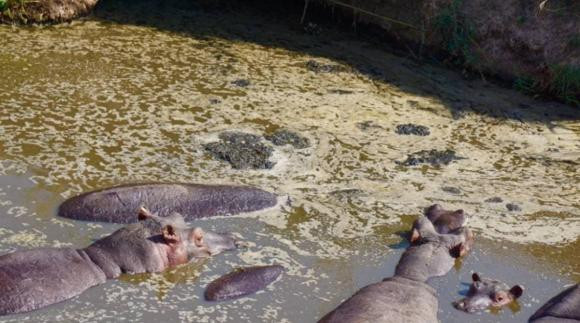 Co mot dong song ky la o chau Phi, den mua mua thi ca chet-Hinh-6