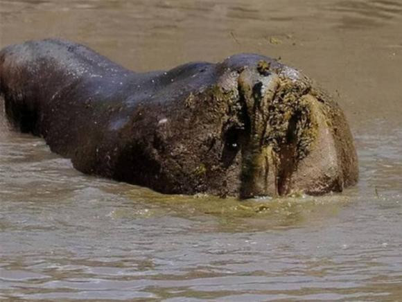 Co mot dong song ky la o chau Phi, den mua mua thi ca chet-Hinh-4