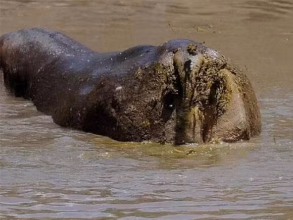 Co mot dong song ky la o chau Phi, den mua mua thi ca chet-Hinh-4