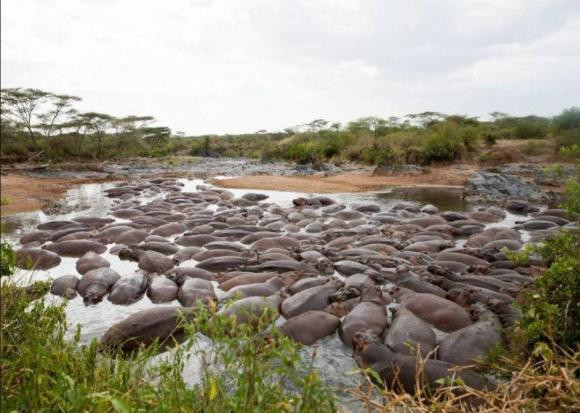Co mot dong song ky la o chau Phi, den mua mua thi ca chet-Hinh-8