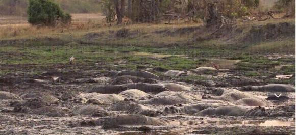 Co mot dong song ky la o chau Phi, den mua mua thi ca chet-Hinh-3