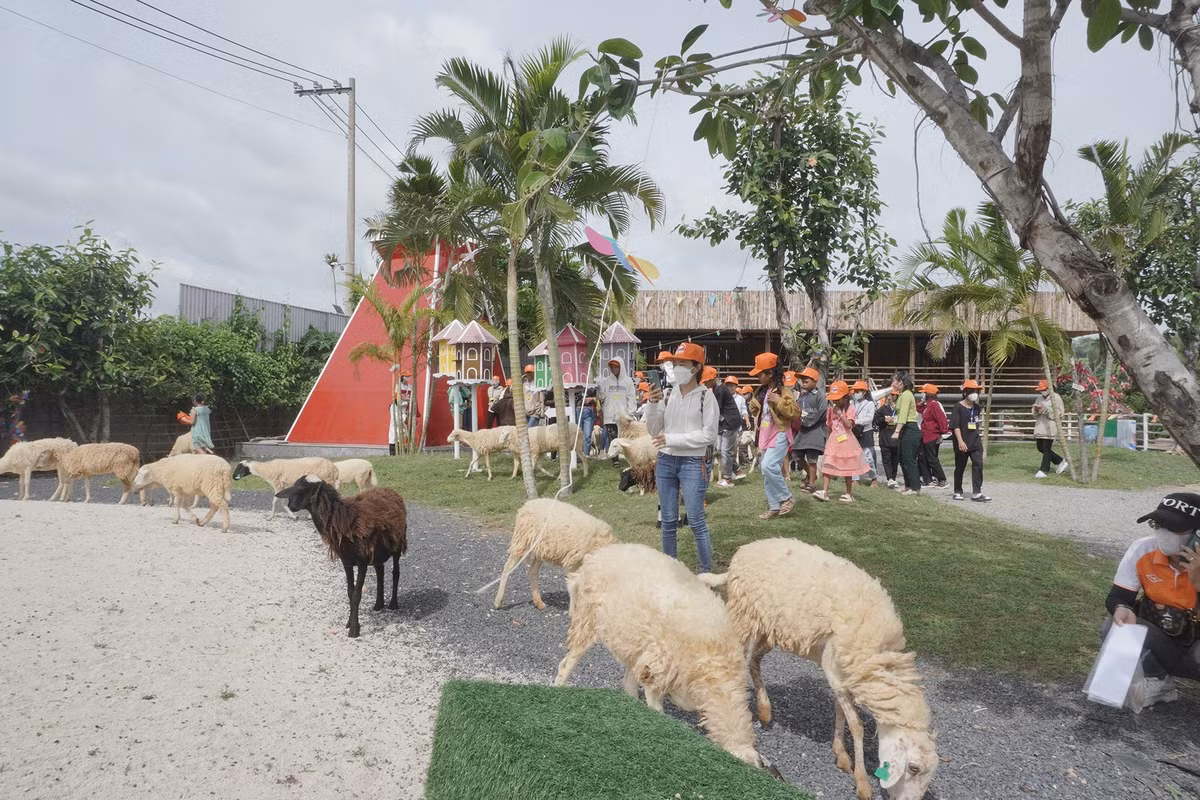 Có gần 50 chú cừu dễ thương đi kiếm ăn dưới chân du khách. Cừu là gia súc hiền lành nên du khách tự do tìm hiểu môi trường sống của chúng.