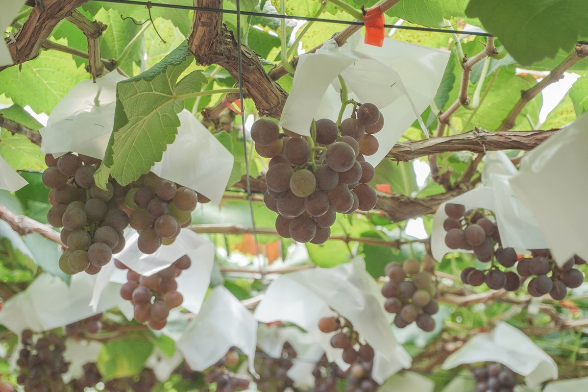 Nông trại trồng các giống nho cao cấp, mới lạ có nguồn gốc từ các nước trên thế giới: Nho Kẹo Đen Pháp, Nho Hồng Nhật Bản...