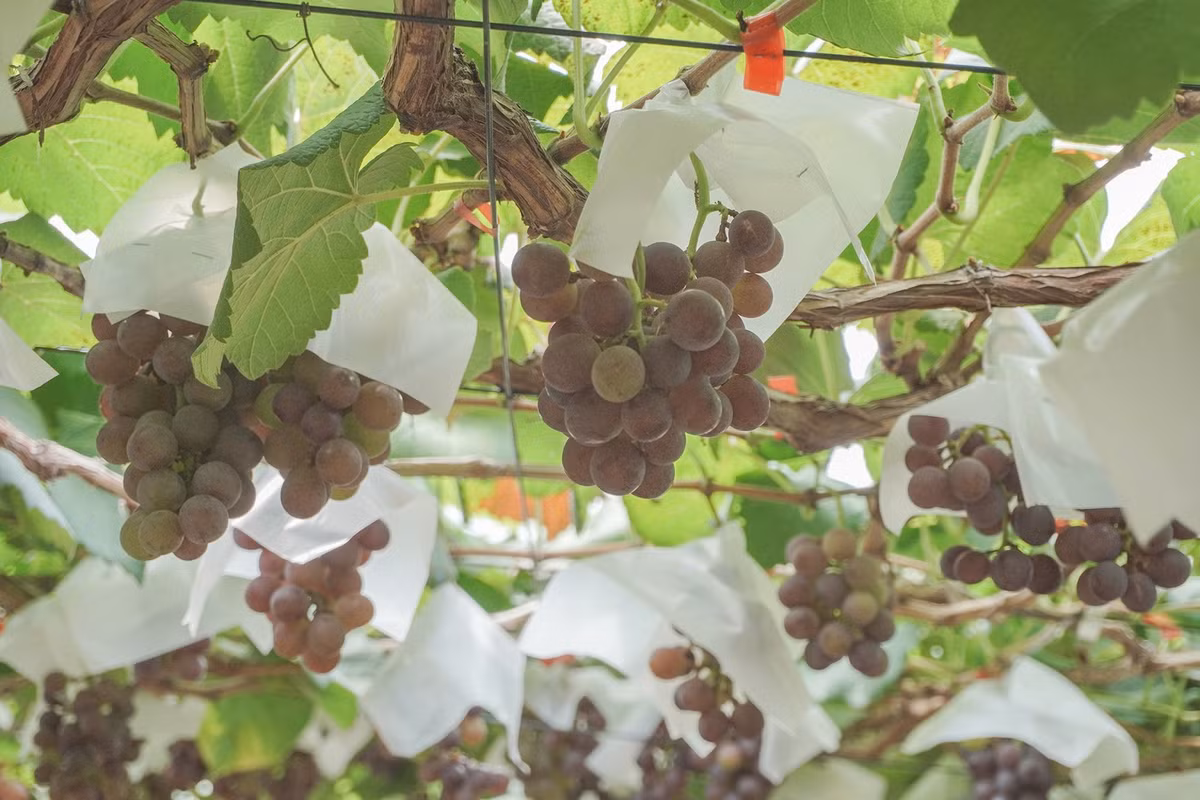 Nông trại trồng các giống nho cao cấp, mới lạ có nguồn gốc từ các nước trên thế giới: Nho Kẹo Đen Pháp, Nho Hồng Nhật Bản...