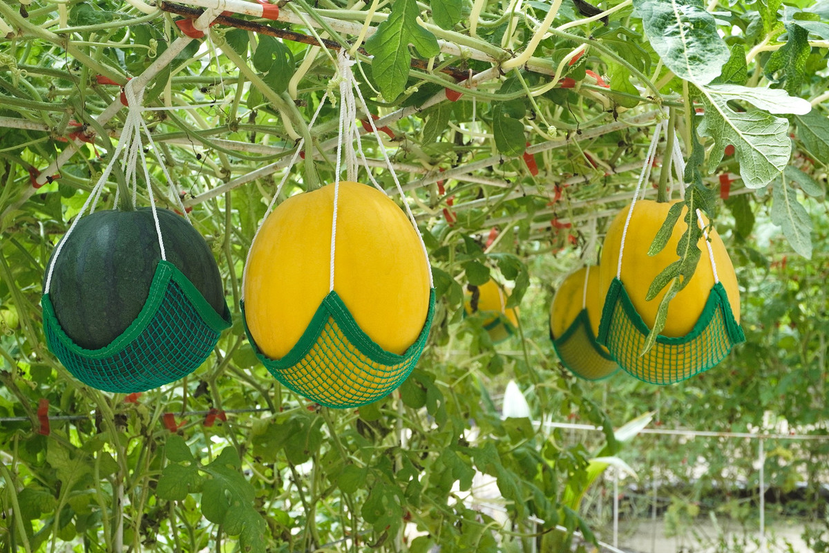 Dưa hấu Hoàng Kim vỏ vàng tươi, ruột đỏ, hương thơm nhẹ, vị ngọt giòn tan.