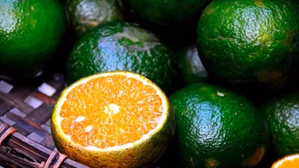 9 loai qua it duong giup chi em phong chong lao hoa-Hinh-3